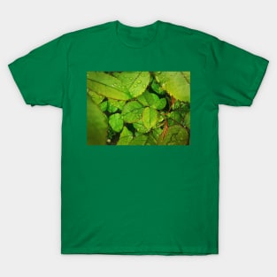 Rain drops on green leaves T-Shirt